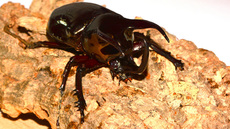 Dreihornkäfer (12).jpg